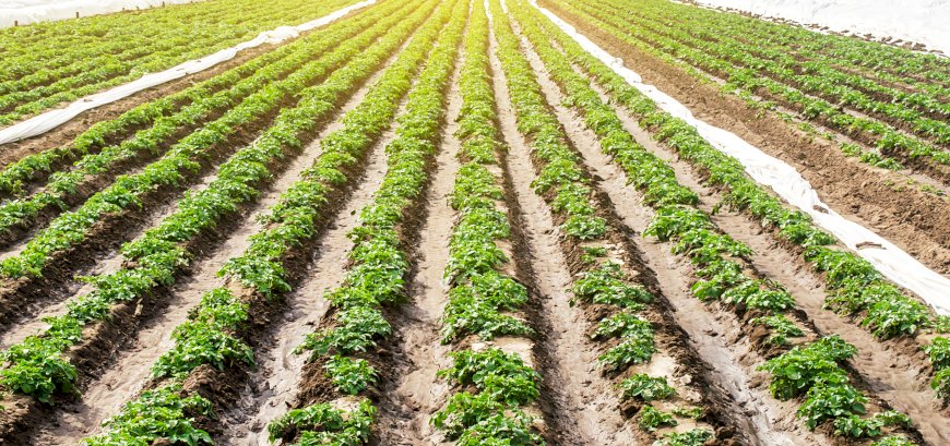 Orden por la que establecen adaptaciones y concreciones relativas a las ayudas al sector agrario y pesquero contempladas en el Plan Integral de Respuesta a la Crisis en Oriente Medio, en materia de adecuaciones al régimen de ayudas de Estado.